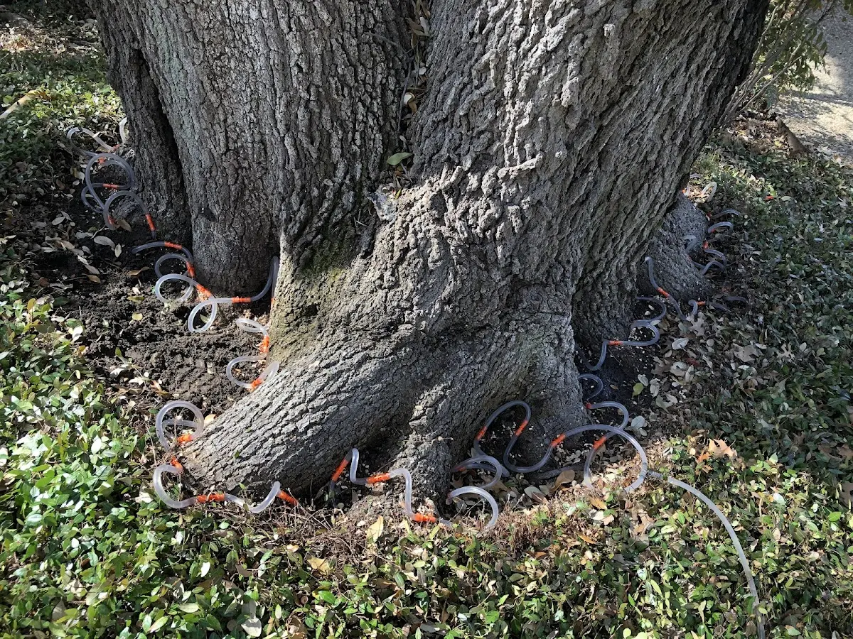 Detailed Tree Cabling and Bracing job site in Millerville