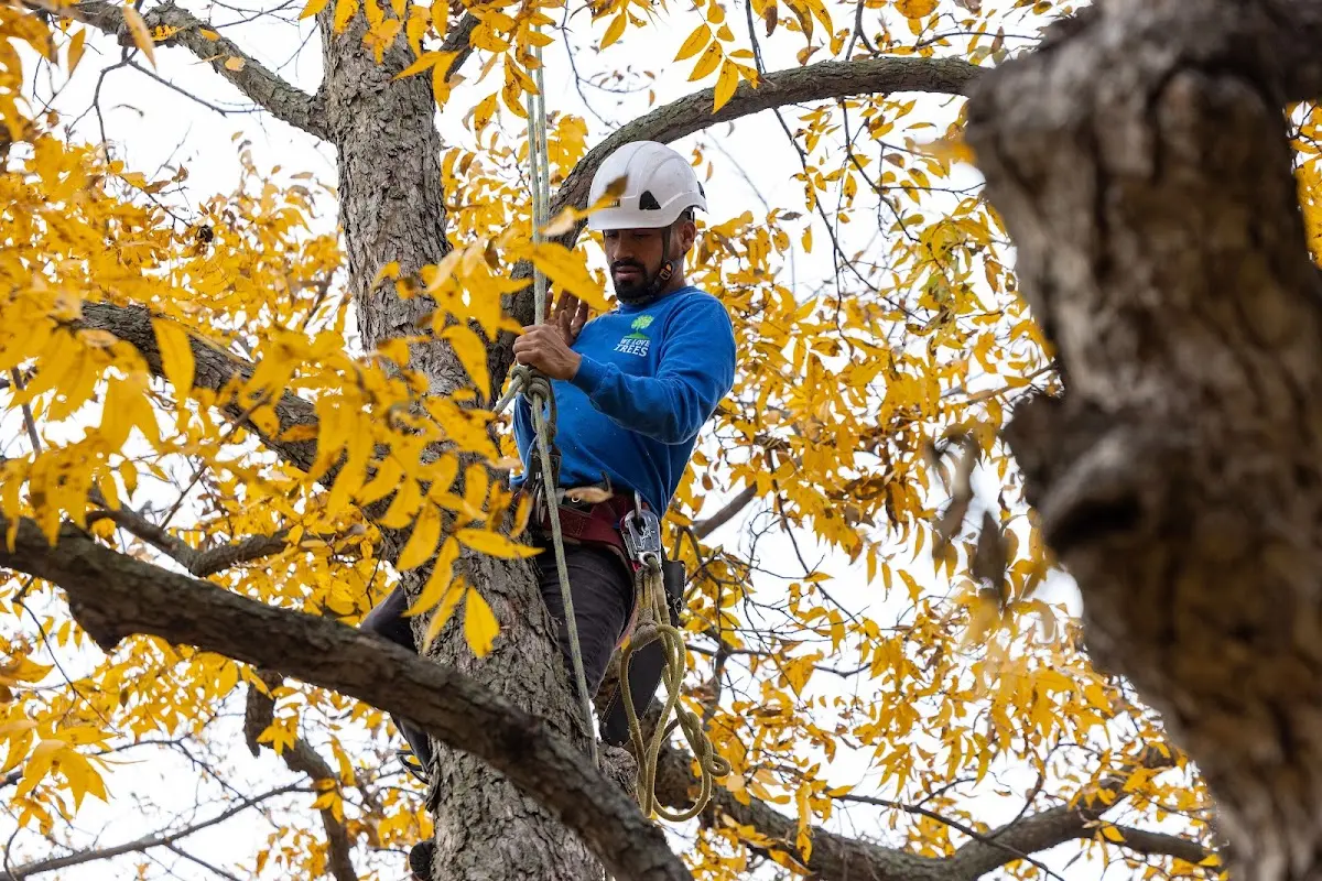 Skilled Tree Planing crew working in Millerville